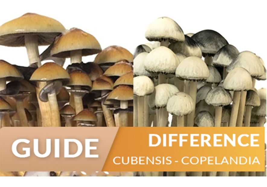 Difference between Copelandia and Cubensis Magic Mushrooms